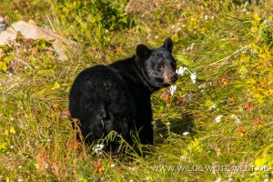 Black-Bear-59-Alaska-Highway-British-Columbia-7-300x200 Black Bear 59