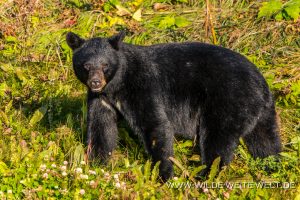 Black-Bear-60-Alaska-Highway-British-Columbia-300x200 Black Bear 60