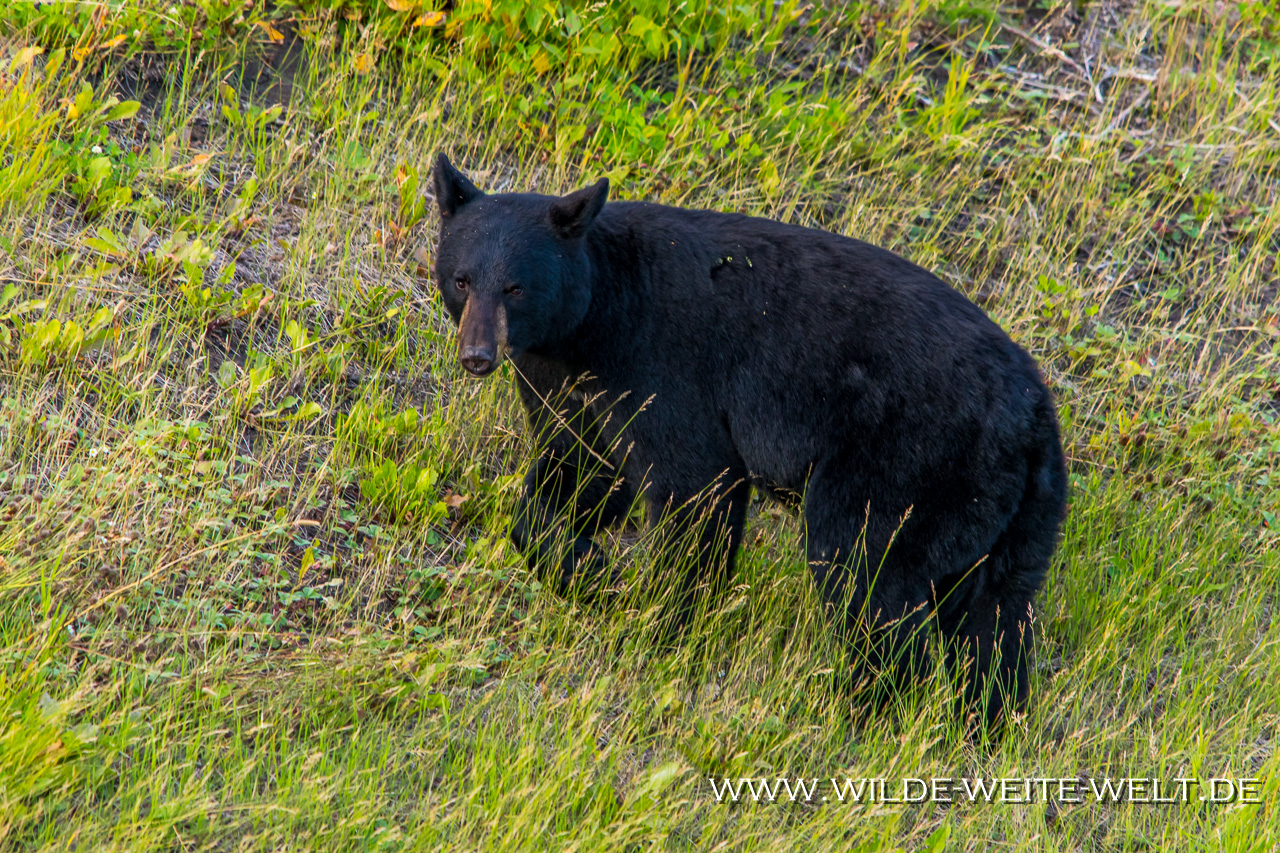 Black-Bear-56-58-Alaska-Highway-British-Columbia-61 Schwarzbären / Black Bears in Canada [divers]
