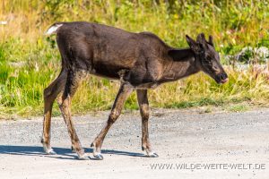 Caribou-34-Stone-Mountain-Provincial-Park-Alaska-Highway-British-Columbia-16-300x200 Caribou 34