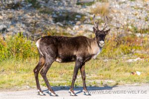 Caribou-35-Stone-Mountain-Provincial-Park-Alaska-Highway-British-Columbia-2-300x200 Caribou 35