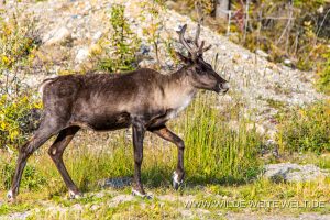 Caribou-35-Stone-Mountain-Provincial-Park-Alaska-Highway-British-Columbia-300x200 Caribou 35