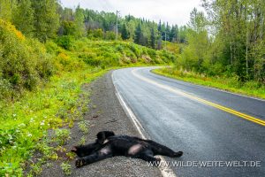 Dead-Black-Bear-Meziadin-Lake-Stewart-Highway-British-Columbia-5-300x200 Dead Black Bear