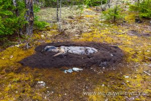 Dead-Black-Bear-Nisgaa-Memorial-Lava-Bed-Provincial-Park-Aiyansh-British-Columbia-300x200 Dead Black Bear