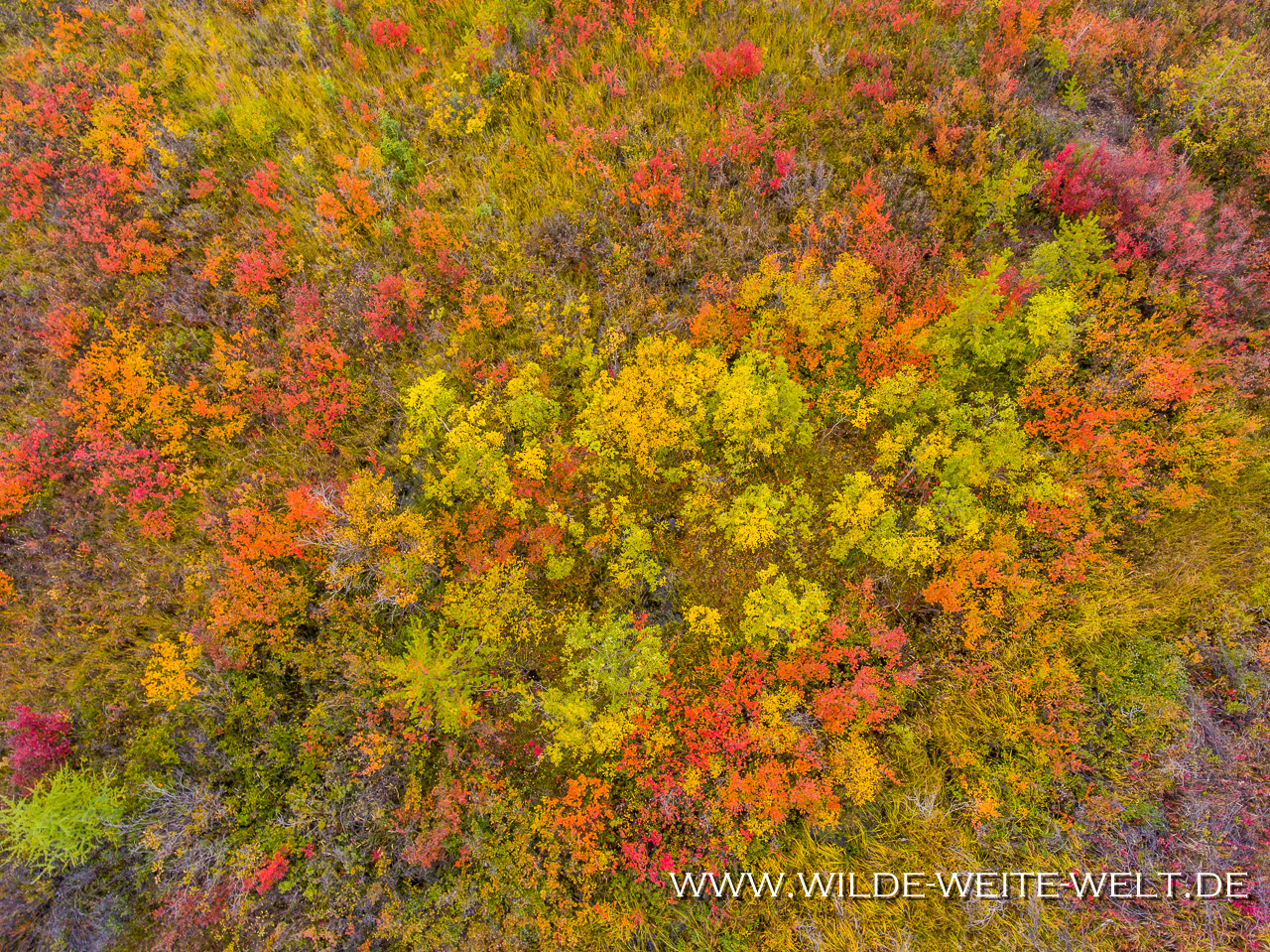 Tundra-in-Fall-Color-Flower-Springs-Lake-Trail-Stone-Mountain-Provincial-Park-Alaska-Highway-British-Columbia-78 Fall Color / Herbstfärbung in den Northwest Territories