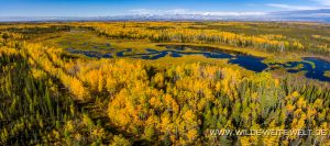 Fall-Color-at-Indian-Cabins-Creek-Mackenzie-Highway-Alberta-15-300x133 Fall Color at Indian Cabins Creek