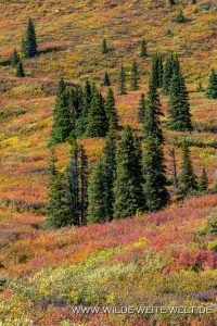 Tundra-in-Fall-Color-Flower-Springs-Lake-Trail-Stone-Mountain-Provincial-Park-Alaska-Highway-British-Columbia-16-200x300 Tundra in Fall Color