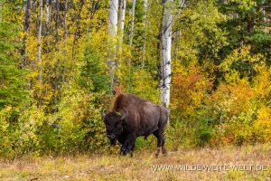 Wood-Buffalo-119-Mackenzie-Bison-Sanctuary-Yellowknife-Highway-Northwest-Territories-6-300x200 Wood Buffalo 119
