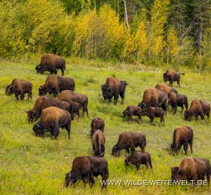 Wood-Buffalo-6-65-Liard-Hot-Spring-Alaska-Highway-British-Columbia-104-300x277 Wood Buffalo 6-65