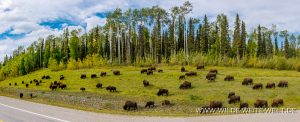 Wood-Buffalo-6-65-Liard-Hot-Spring-Alaska-Highway-British-Columbia-117-300x122 Wood Buffalo 6-65