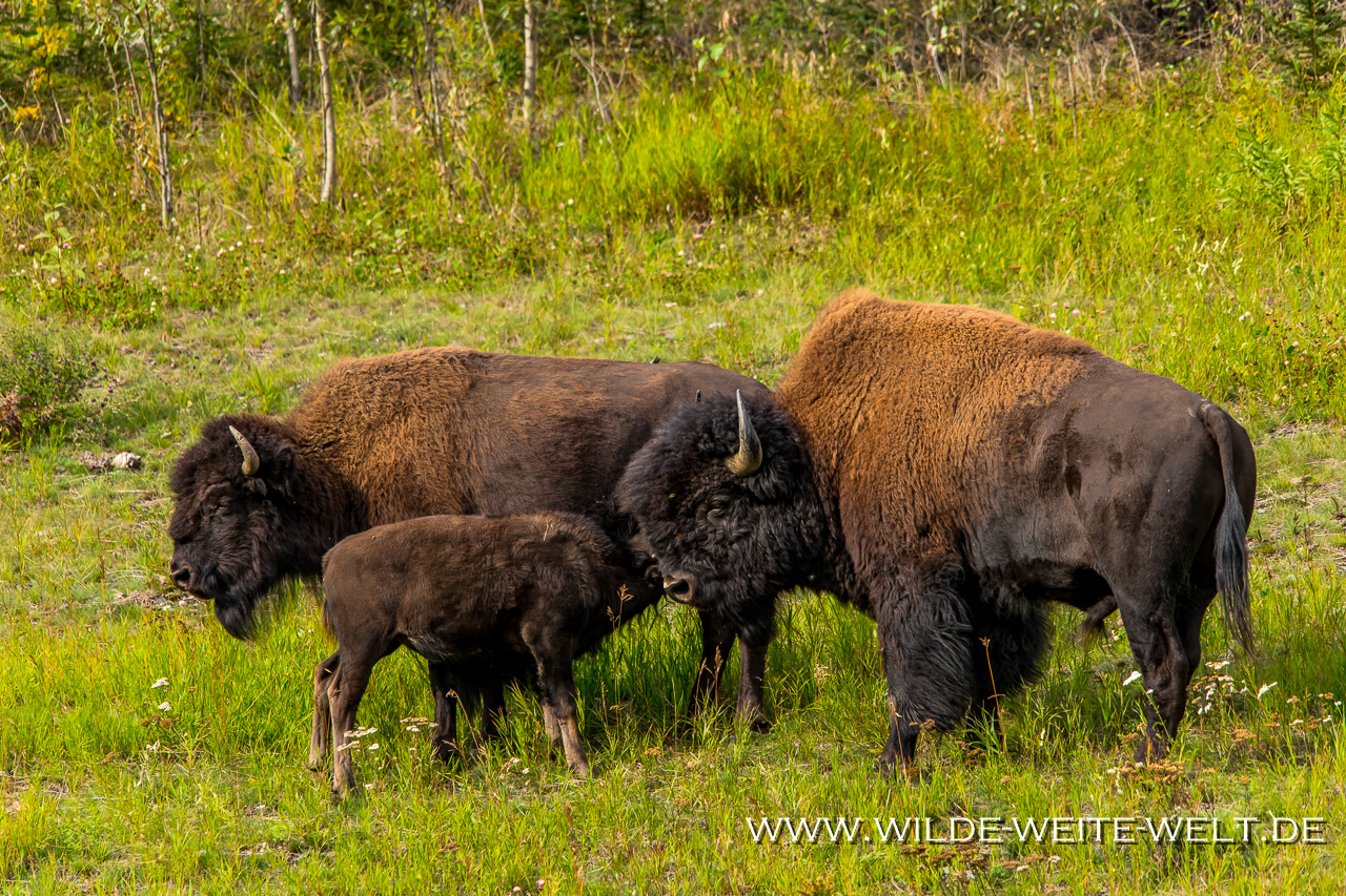 Bison-1-Alaska-Highway-British-Columbia-2 Wood Buffalo / Wald-Bison [Alaska, Liard, Mackenzie & Yellowknife Highway]
