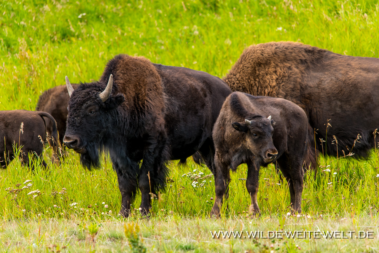 Bison-1-Alaska-Highway-British-Columbia-2 Wood Buffalo / Wald-Bison [Alaska, Liard, Mackenzie & Yellowknife Highway]