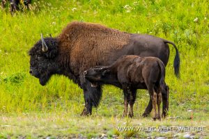 Wood-Buffalo-6-65-Liard-Hot-Spring-Alaska-Highway-British-Columbia-134-300x200 Wood Buffalo 6-65