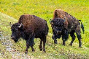 Wood-Buffalo-6-65-Liard-Hot-Spring-Alaska-Highway-British-Columbia-25-300x200 Wood Buffalo 6-65
