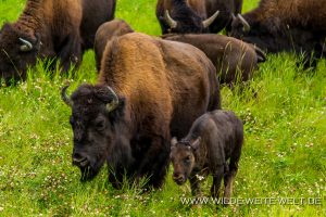 Wood-Buffalo-6-65-Liard-Hot-Spring-Alaska-Highway-British-Columbia-87-300x200 Wood Buffalo 6-65
