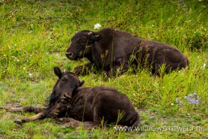 Wood-Buffalo-6-65-Liard-Hot-Spring-Alaska-Highway-British-Columbia-93-300x200 Wood Buffalo 6-65