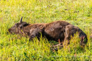 Wood-Buffalo-66-98-Liard-River-Alaska-Highway-British-Columbia-21-300x200 Wood Buffalo 66-98