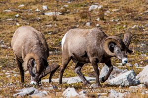 Bighorn-Sheep-Wilcox-Ridge-Trail-Jasper-National-Park-Alberta-40-1-300x200 Bighorn Sheep