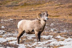Bighorn-Sheep-Wilcox-Ridge-Trail-Jasper-National-Park-Alberta-52-300x200 Bighorn Sheep