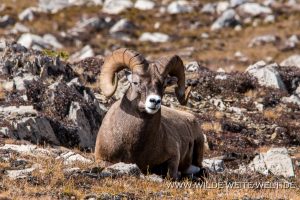 Bighorn-Sheep-Wilcox-Ridge-Trail-Jasper-National-Park-Alberta-60-1-300x200 Bighorn Sheep