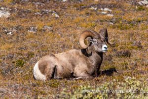 Bighorn-Sheep-Wilcox-Ridge-Trail-Jasper-National-Park-Alberta-8-1-300x200 Bighorn Sheep