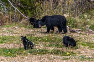 Black-Bear-67-70-Trans-Canada-Highway-Yoho-National-Park-British-Columbia-12-300x200 Black Bear 67-70