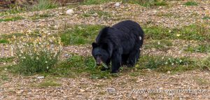 Black-Bear-67-70-Trans-Canada-Highway-Yoho-National-Park-British-Columbia-29-300x143 Black Bear 67-70
