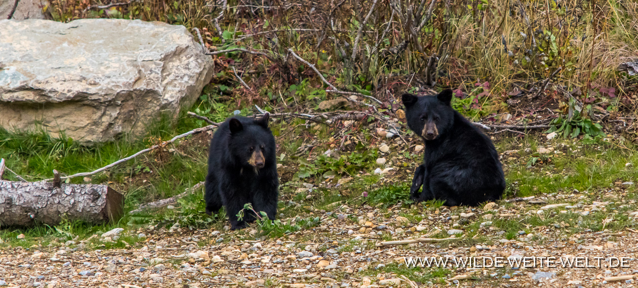 Grizzly-Bear-14-Kananaskis-Highway-Peter-Lougheed-Provincial-Park-Kananaskis-Country-Alberta-41 Wildtiere / Wildlife im Banff National Park & Kananaskis: Grizzly, Schwarzbären, Wölfe, Wapitis, Dickhornschafe & Maultierhirsche