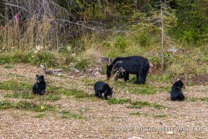 Black-Bear-67-70-Trans-Canada-Highway-Yoho-National-Park-British-Columbia-4-300x200 Black Bear 67-70