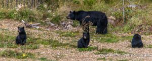 Black-Bear-67-70-Trans-Canada-Highway-Yoho-National-Park-British-Columbia-5-300x122 Black Bear 67-70