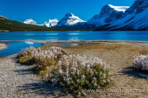 Bow-Lake-und-Crowfoot-Mountain-Icefields-Parkway.-Banff-National-Park-Alberta-4-300x200 Bow Lake und Crowfoot Mountain