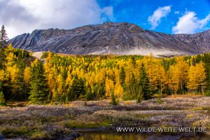 Fall-Color-at-Arethusa-Cirque-Kananaskis-Highway-Peter-Lougheed-Provincial-Park-Kananaskis-Country-Alberta-8-300x200 Fall Color at Arethusa Cirque