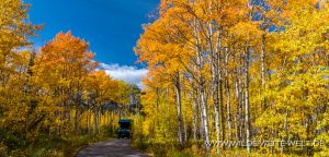 Fall-Color-at-Barrier-Lake-Kananaskis-Highway-Kananaskis-Country-Alberta-24-300x144 Fall Color at Barrier Lake