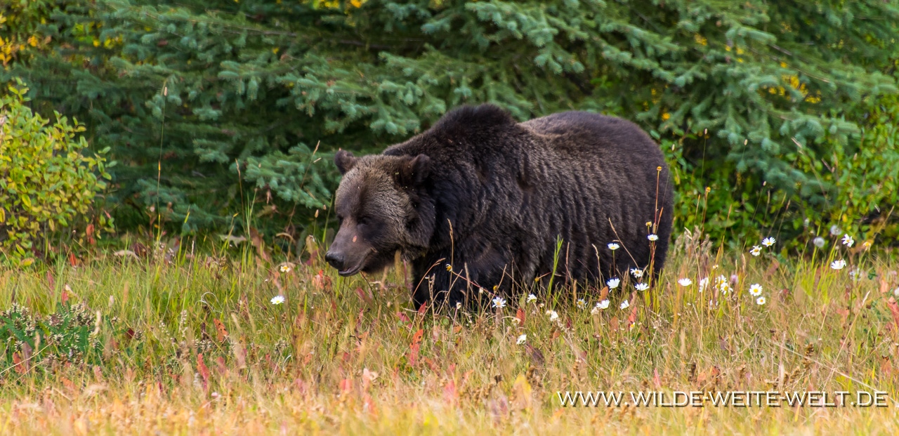 Grizzly-Bear-14-Kananaskis-Highway-Peter-Lougheed-Provincial-Park-Kananaskis-Country-Alberta-41 Wildtiere / Wildlife im Banff National Park & Kananaskis: Grizzly, Schwarzbären, Wölfe, Wapitis, Dickhornschafe & Maultierhirsche