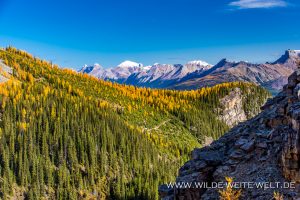 Larch-Fall-Color-Lake-Louise-Banff-National-Park-Alberta-5-300x200 Larch Fall Color