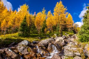 Larch-Fall-Color-Larch-Valley-Lake-Louise-Banff-National-Park-Alberta-4-300x200 Larch Fall Color