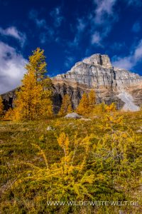 Larch-Fall-Color-and-Eiffel-Tower-Larch-Valley-Lake-Louise-Banff-National-Park-Alberta-12-200x300 Larch Fall Color and Eiffel Tower
