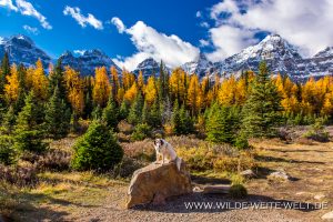 Larch-Fall-Color-and-the-ten-peaks-Larch-Valley-Lake-Louise-Banff-National-Park-Alberta-11-300x200 Larch Fall Color and the ten peaks