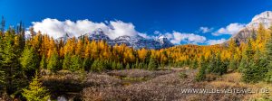 Larch-Fall-Color-and-the-ten-peaks-Larch-Valley-Lake-Louise-Banff-National-Park-Alberta-20-300x112 Larch Fall Color and the ten peaks