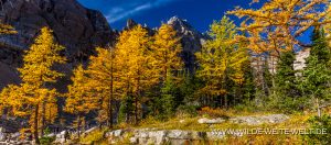 Larch-Fall-Color-at-Agnes-Lake-Lake-Louise-Banff-National-Park-Alberta-20-300x132 Larch Fall Color at Agnes Lake