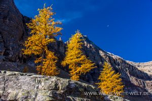 Larch-Fall-Color-at-Agnes-Lake-Lake-Louise-Banff-National-Park-Alberta-23-300x200 Larch Fall Color at Agnes Lake