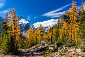 Larch-Fall-Color-at-Big-Beehive-Lake-Louise-Banff-National-Park-Alberta-4-300x200 Larch Fall Color at Big Beehive