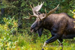 Moose-44-46-Maligne-Lake-Road-Jasper-National-Park-Alberta-21-300x200 Moose 44-46
