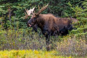 Moose-44-46-Maligne-Lake-Road-Jasper-National-Park-Alberta-50-300x200 Moose 44-46