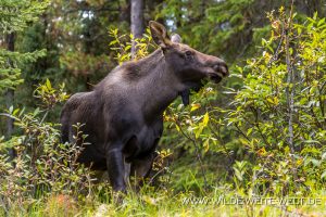Moose-44-46-Maligne-Lake-Road-Jasper-National-Park-Alberta-6-300x200 Moose 44-46