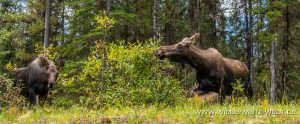 Moose-44-46-Maligne-Lake-Road-Jasper-National-Park-Alberta-8-300x124 Moose 44-46