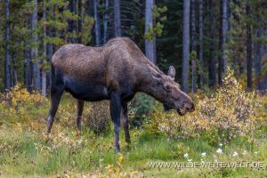 Moose-47-Maligne-Lake-Road-Jasper-National-Park-Alberta-11-300x200 Moose 47