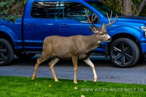 Mule-Deer-Banff-Banff-National-Park-Alberta-10-300x200 Mule Deer