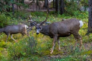 Mule-Deer-Banff-Banff-National-Park-Alberta-21-300x200 Mule Deer