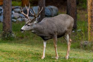 Mule-Deer-Banff.-Banff-National-Park-Alberta-8-300x200 Mule Deer